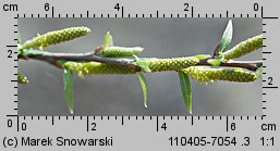 Salix triandra (wierzba trójpręcikowa)