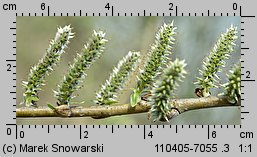 Salix viminalis (wierzba wiciowa)