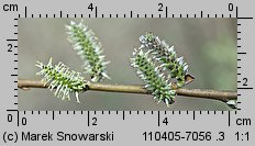 Salix viminalis (wierzba wiciowa)