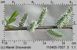 Salix viminalis (wierzba wiciowa)