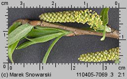 Salix triandra (wierzba trójpręcikowa)