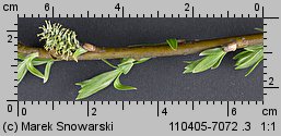 Salix viminalis (wierzba wiciowa)