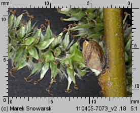 Salix viminalis (wierzba wiciowa)