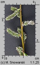 Salix viminalis (wierzba wiciowa)