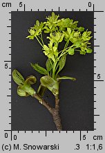 Acer platanoides (klon pospolity)