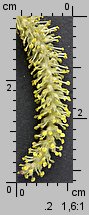 Salix ×sepulcralis (wierzba żałobna)