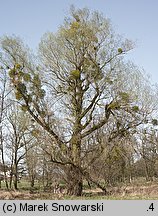 Salix alba (wierzba biała)