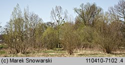 Salix fragilis (wierzba krucha)