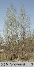 Salix fragilis (wierzba krucha)