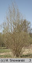 Salix alba (wierzba biała)