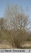 Salix alba (wierzba biała)