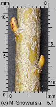 Salix alba (wierzba biała)