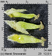Salix hort. Erythroflexuosa