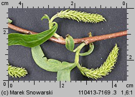 Salix Erythroflexuosa