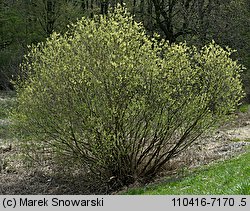 Salix triandra (wierzba trójpręcikowa)