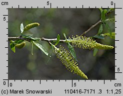 Salix triandra (wierzba trójpręcikowa)