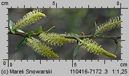 Salix triandra (wierzba trójpręcikowa)