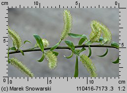 Salix fragilis (wierzba krucha)