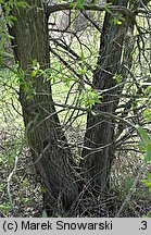 Salix fragilis (wierzba krucha)