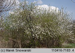 Prunus cerasifera (śliwa wiśniowa)