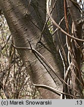 Prunus cerasifera (śliwa wiśniowa)