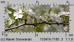 Prunus cerasifera (śliwa wiśniowa)