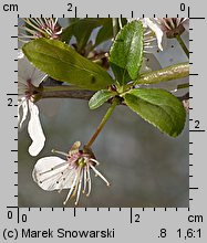 Prunus cerasifera (śliwa wiśniowa)