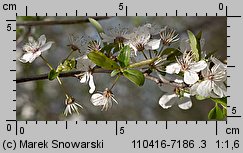 Prunus cerasifera (śliwa wiśniowa)