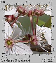 Prunus cerasifera (śliwa wiśniowa)
