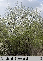 Prunus cerasifera (śliwa wiśniowa)