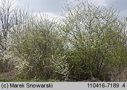 Prunus cerasifera (śliwa wiśniowa)