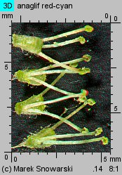 Salix triandra (wierzba trójpręcikowa)