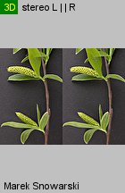 Salix alba (wierzba biała)
