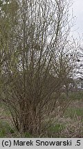 Salix alba (wierzba biała)