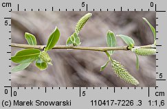 Salix triandra (wierzba trójpręcikowa)