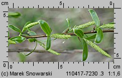 Salix alba (wierzba biała)