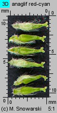 Salix triandra (wierzba trójpręcikowa)
