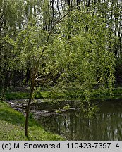 Salix ×sepulcralis (wierzba żałobna)