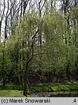 Salix ×sepulcralis (wierzba żałobna)