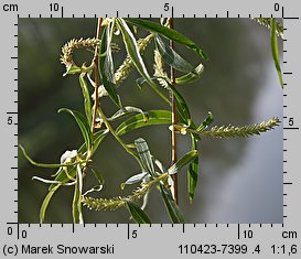 Salix ×sepulcralis (wierzba żałobna)