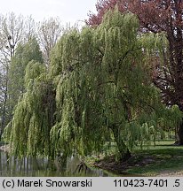 Salix ×sepulcralis (wierzba żałobna)