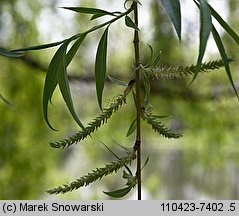 Salix ×sepulcralis (wierzba żałobna)