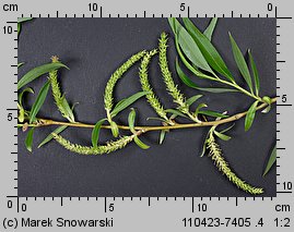 Salix ×sepulcralis (wierzba żałobna)