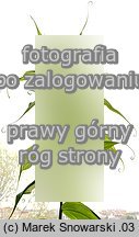 Gloriosa rothschildiana (glorioza Rotszylda)