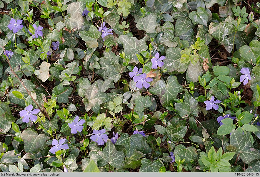 Vinca minor (barwinek pospolity)