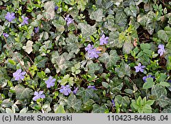 Vinca minor (barwinek pospolity)