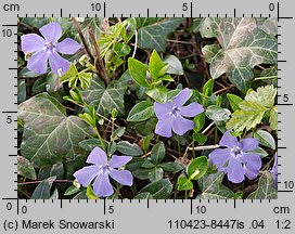 Vinca minor (barwinek pospolity)