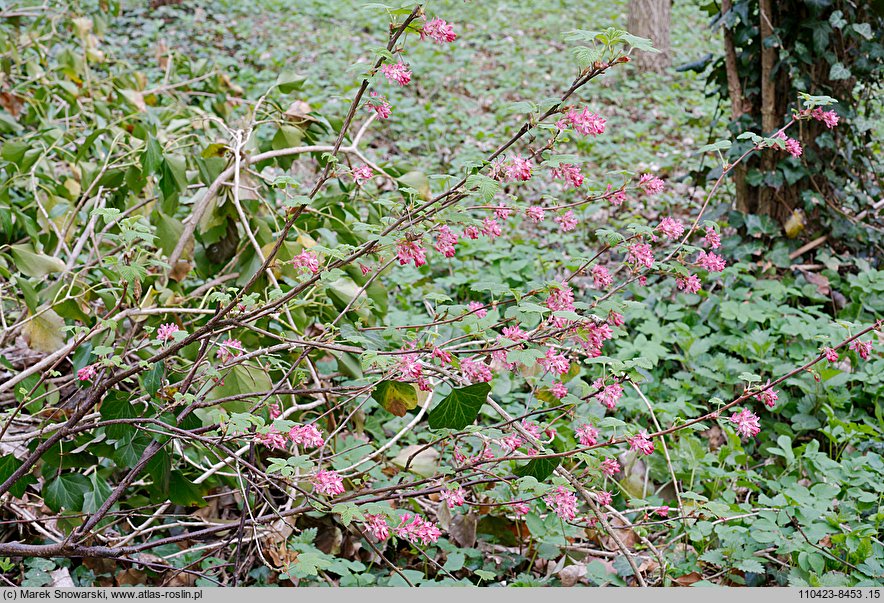 Ribes sanguineum (porzeczka krwista)