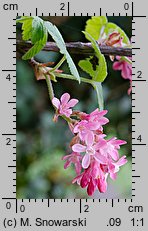 Ribes sanguineum (porzeczka krwista)