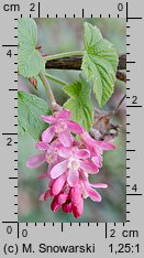 Ribes sanguineum (porzeczka krwista)